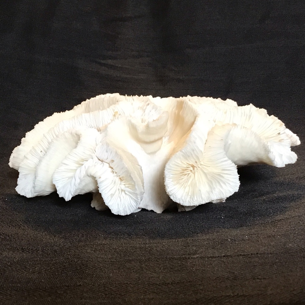 Authentic White Brain Coral Specimen - Picture 2 of 9